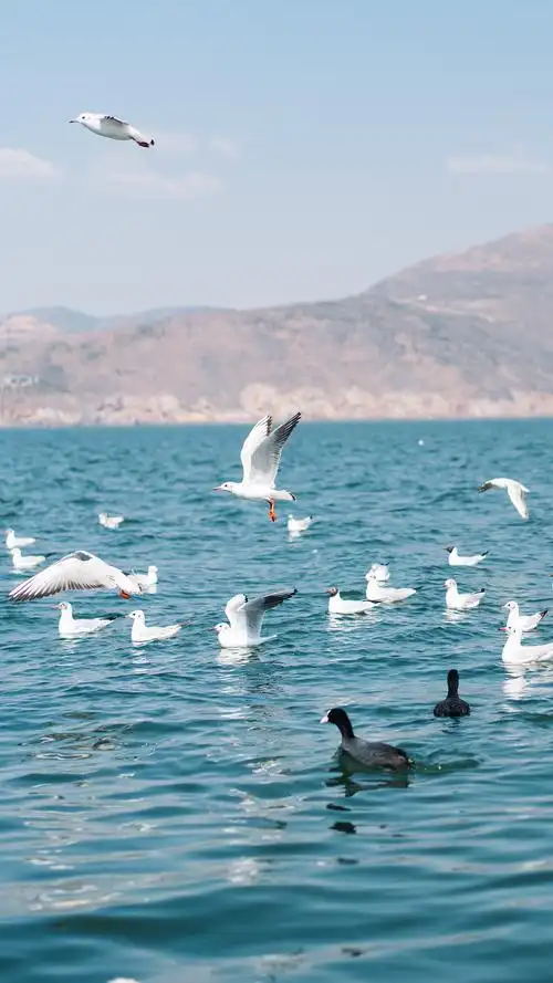海鸥是大海带来的信物