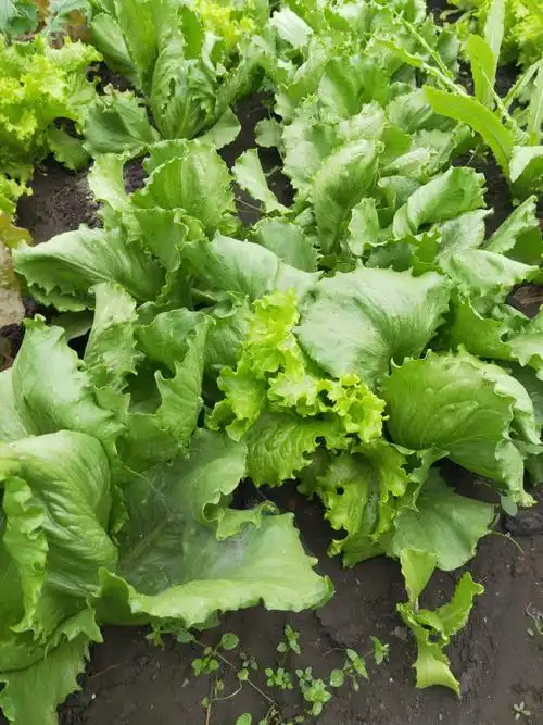 各种叶菜品种新