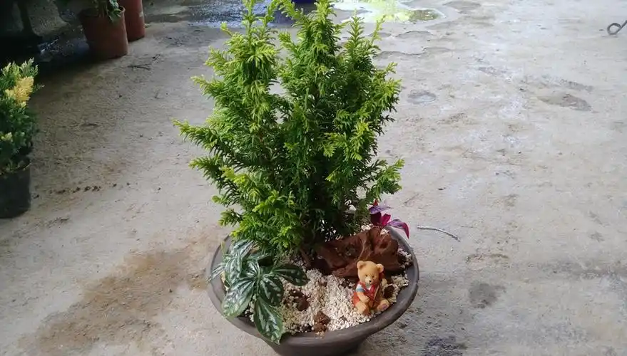 创意植株,盆景 黄金石化桧