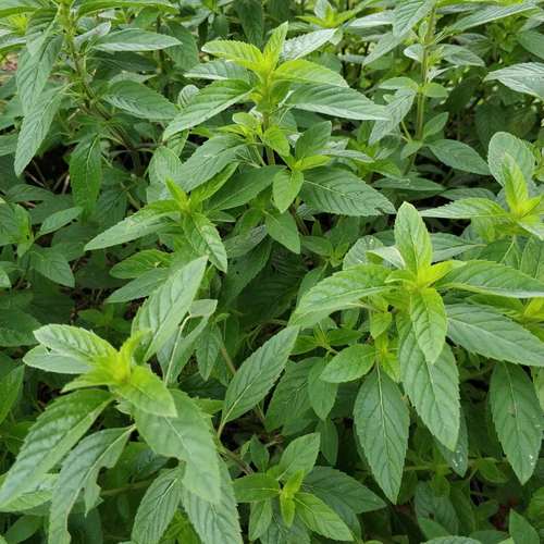 薄荷四川川土春天刚长出来新鲜嫩苗精品带土绿植