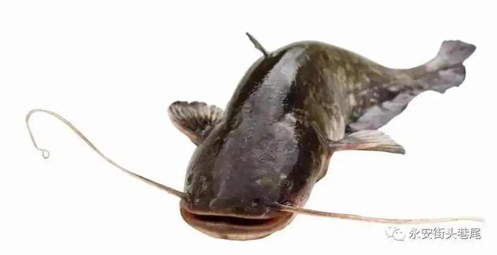 曝料有人在洪田河里抓到稀有的胡子鱼好心人花钱买下养在了鱼缸里