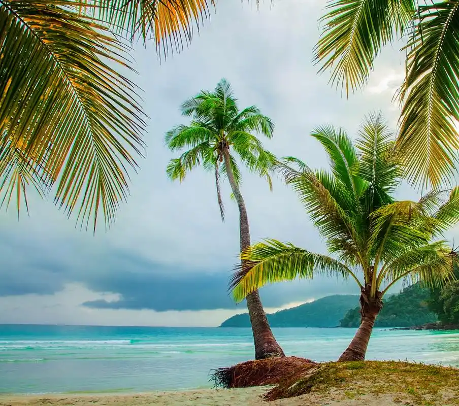 椰子树从它们的祖先开始,就一直生活在热带的大海边.