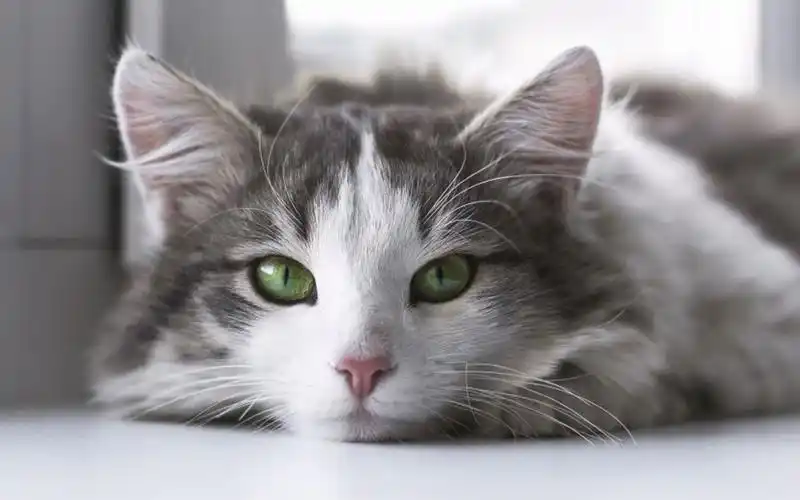 软萌可爱的小猫咪高清图片桌面壁纸高清大图预览1920x1200_动物壁纸下