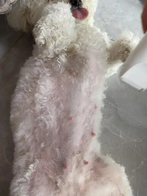 比熊孕期40天的孕肚