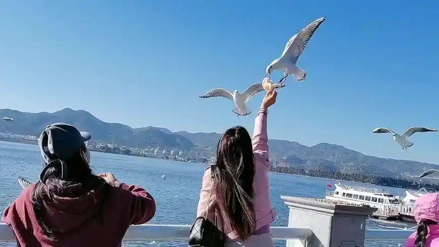 每年冬天海鸥都如约而至,是爱情的象征