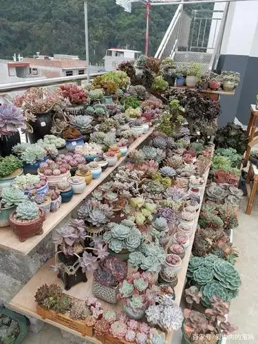 为了让肉肉岀状态,经过几天的努力,在楼顶临时搭建了一个多肉花园,让
