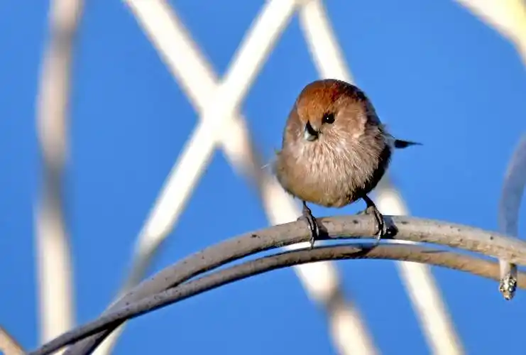 (下)呆萌而又憨态可掬的小鸟——棕头鸦雀