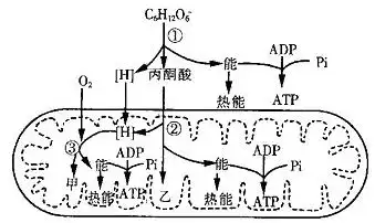 下图表示人体有氧呼吸的过程,其中①③表示相关过程,甲,乙表示相应