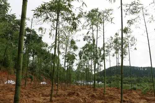 卫闽镇雷竹种植拓宽致富路发展绿色银行