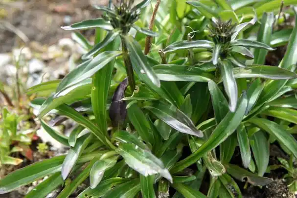这种野草能治愈肝炎,肝硬化腹水,每天一棵就行,连医院都在用!
