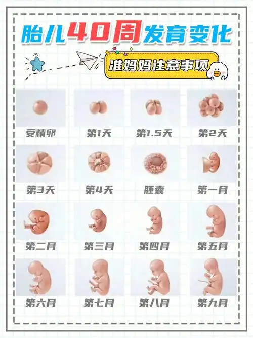 02孕期40周胎儿发育变化含注意事项