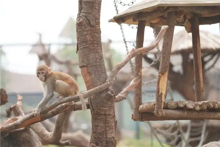 徐州九顶山野生动物园9月28日开园解锁动物观赏新路径