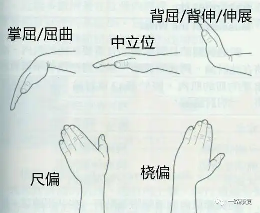 腕的运动前臂旋前旋后肘屈伸肩水平伸展肩水平内收外展功能性内外旋肩