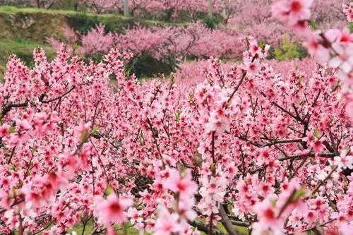 常年云雾缭绕,使得花期时间加长,春雨一落,整片桃林更是宛如人间仙境