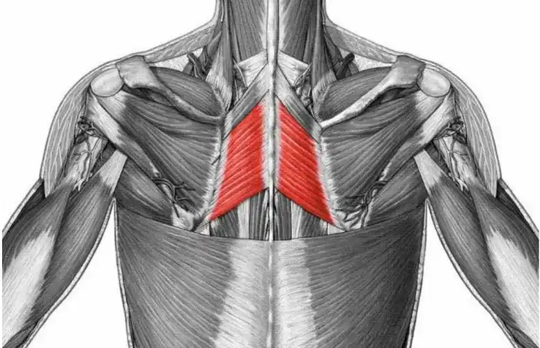 让背部肌肉更健美漂亮的 9 个动作