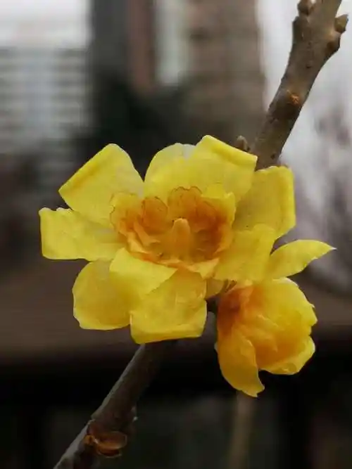 腊梅品种排名及图片(腊梅品种排名及图片欣赏)