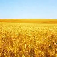 金黄的麦田头像_微信头像图片大全