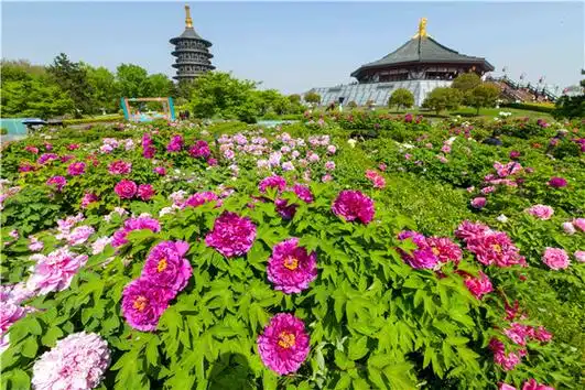 洛阳牡丹次第开喜迎游人来