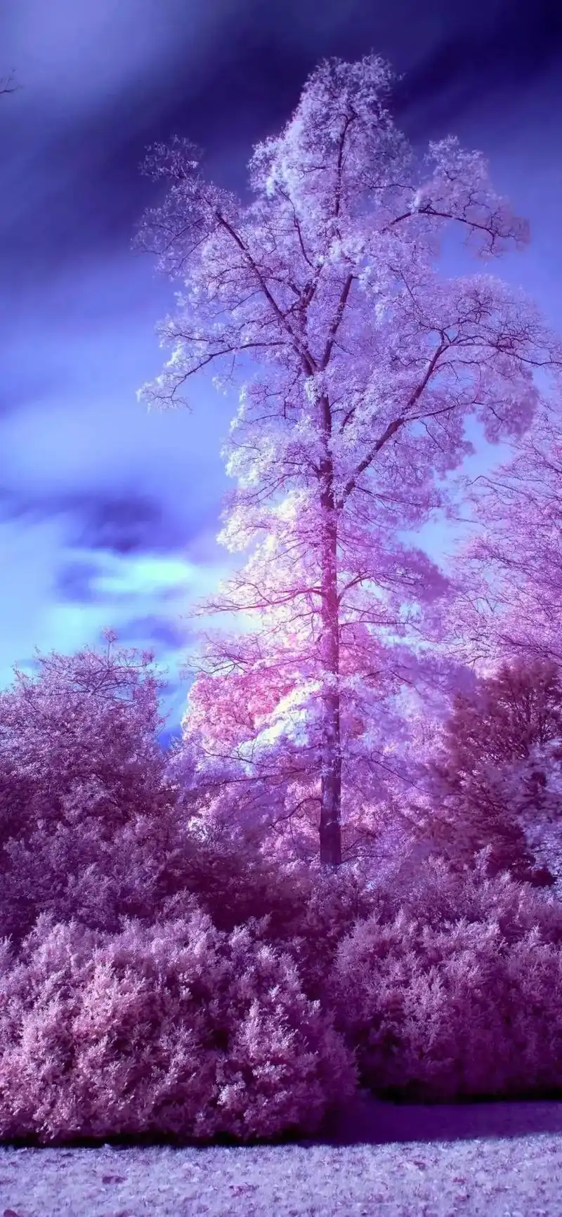 唯美高清全面屏壁纸