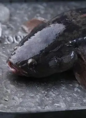 笋壳鱼呆子鱼大新鲜鲜活宰杀虎头鱼