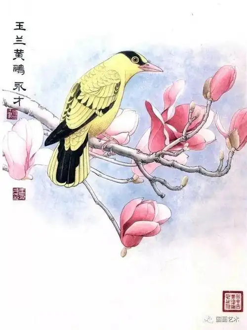 玉兰黄鹂工笔画法示范