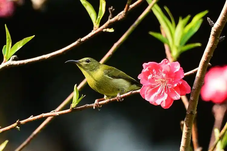 拜年帖 —— 桃花和鸟儿(下)