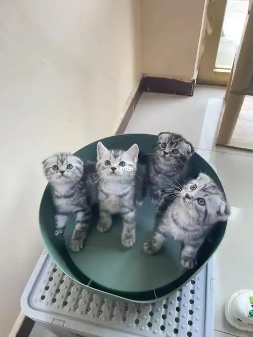 美短  #银渐层  #猫  这小宝贝们谁见谁不爱呀,马上就出窝了哦