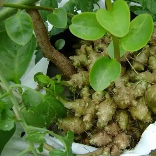 三七新鲜叶土野生田七叶川七叶现采植株其他药食同源食品