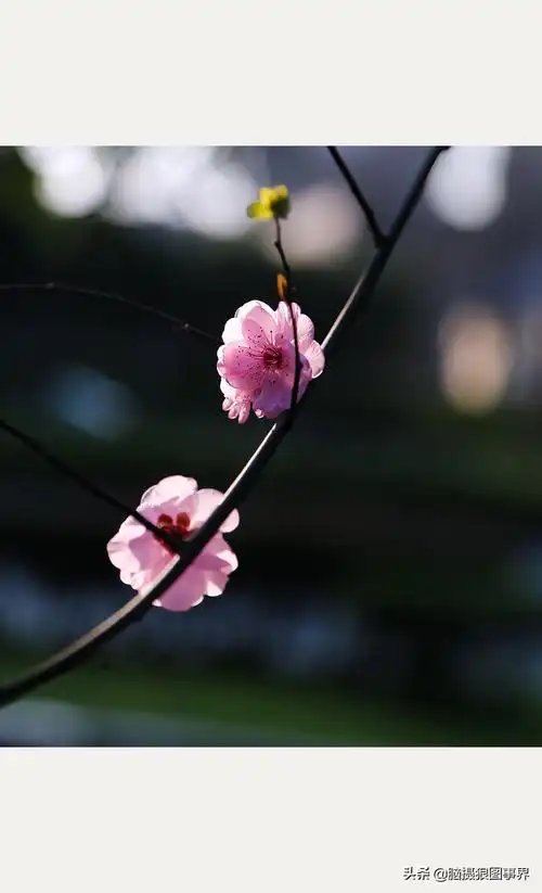 粉色梅花图片大全(实拍19张粉色美人梅照)