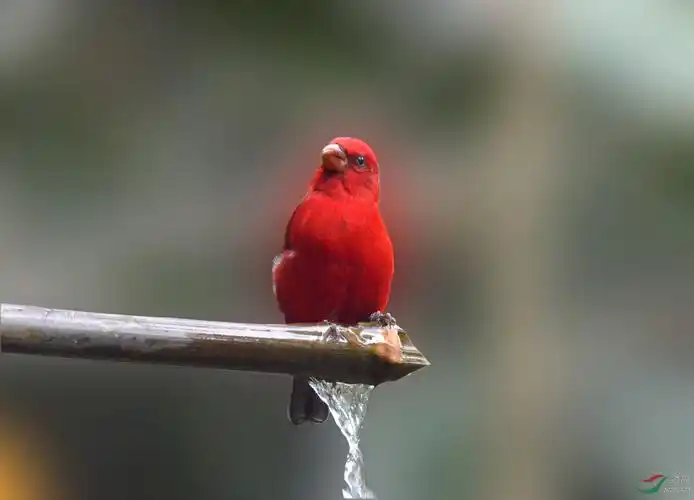 [林鸟] 红色精灵--血雀