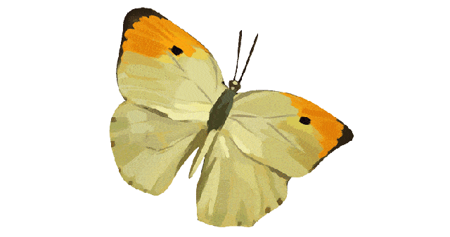 坚信丘比特之箭让自己执迷于爱, 炼金师的后院偷溜出的蜜蜂蝴蝶飞到