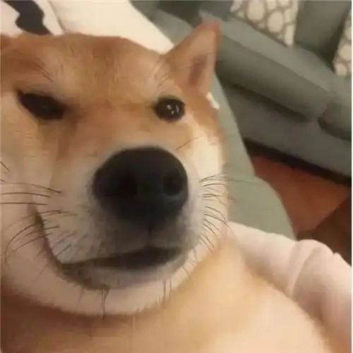 摆烂头像178张 高级超火摆烂躺平的微信头像高清图片_搞笑头像_头像屋