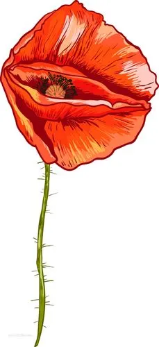 卡通手绘罂粟花花朵花卉png免抠素材