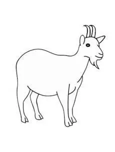 栓在树上的山羊简笔画