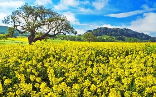 唯美春日花海风景桌面壁纸,风景壁纸,唯美,高清,梦幻,春天,自然风光
