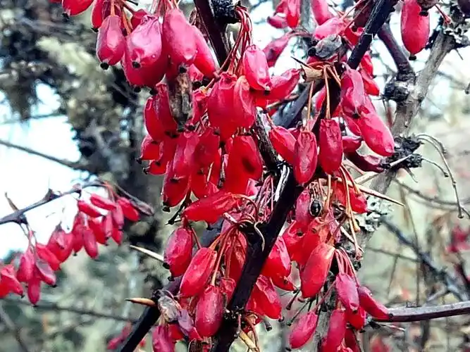 黄连果,药品黄连素就从黄连树里提取出来的.