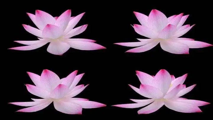 莲花旋转黑色背景_1178x662_高清视频素材下载(编号:2066854)_影视