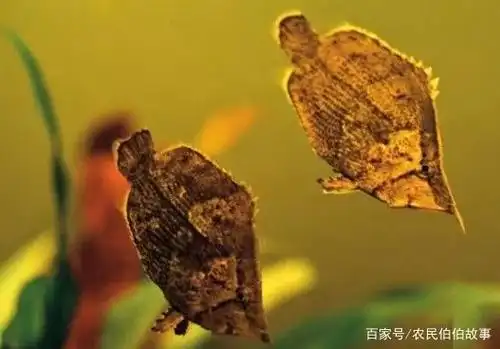 枯叶鱼像一片片枯树叶,凭着自己独特的伪装术麻痹敌人袭击猎物!