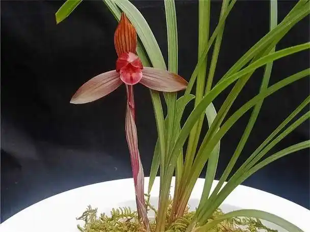 它是一种典型的下山兰,人们在深山之中发现了它,并且培育了它,使得它