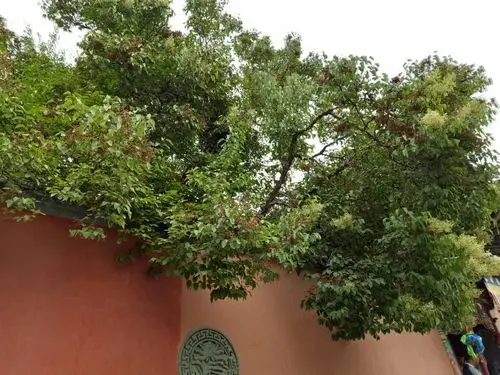 塔尔寺院墙中的菩提树.