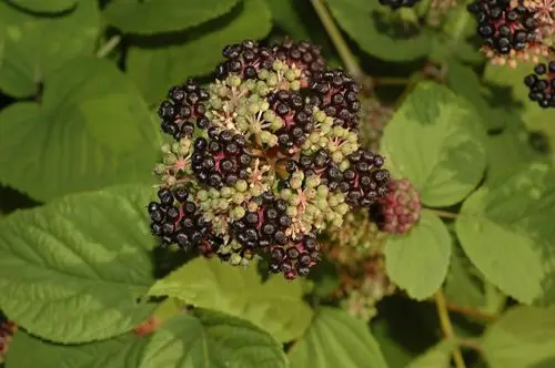 东北土当归图片东北土当归野菜图片