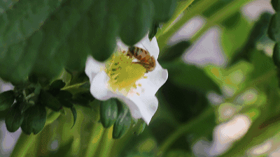 治愈了整个冬天的荒芜, 成陇的藤蔓整齐排列, 传粉的小蜜蜂在花间飞舞