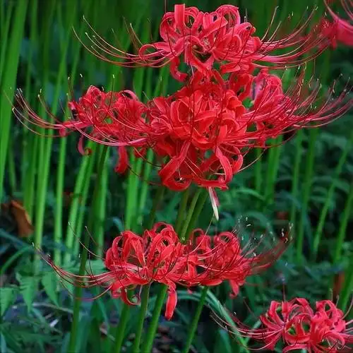 传说中冥界的幽灵花接引之花彼岸花又名曼珠沙华