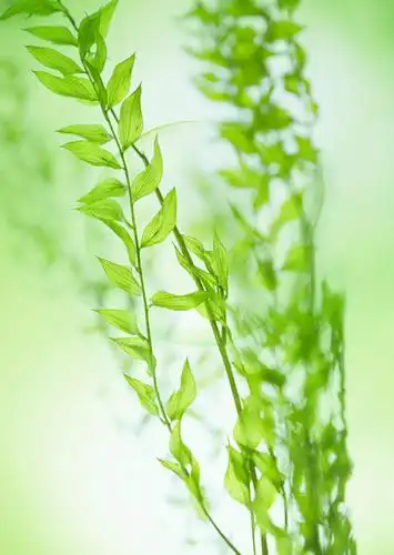 无人,竖图,室外,白天,正面,美景,植物,叶子,许多,朦胧,模糊,景观,绿叶