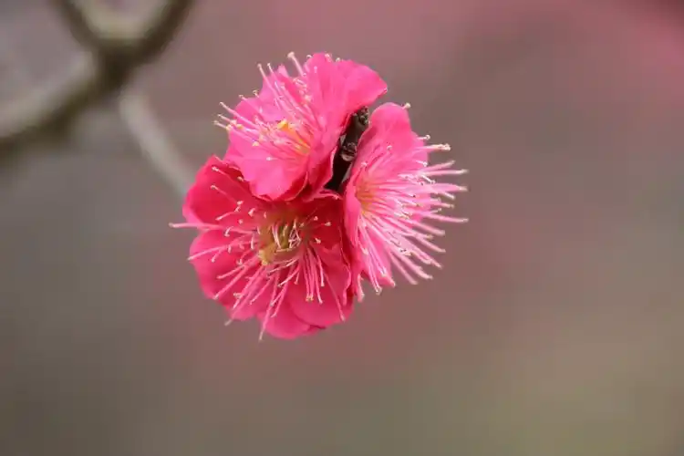 超山梅花美如画