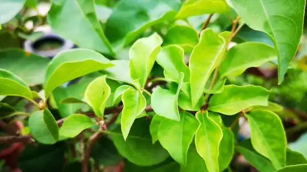 1,浇水不够红梅的叶子发卷可能是因为浇水不够引起的,红梅在生长的