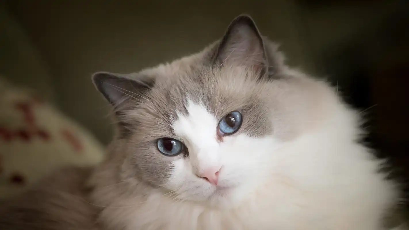 美丽优雅的布偶猫高清桌面壁纸