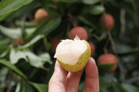 今日夏至最长白昼过后想你的夜会越来越长