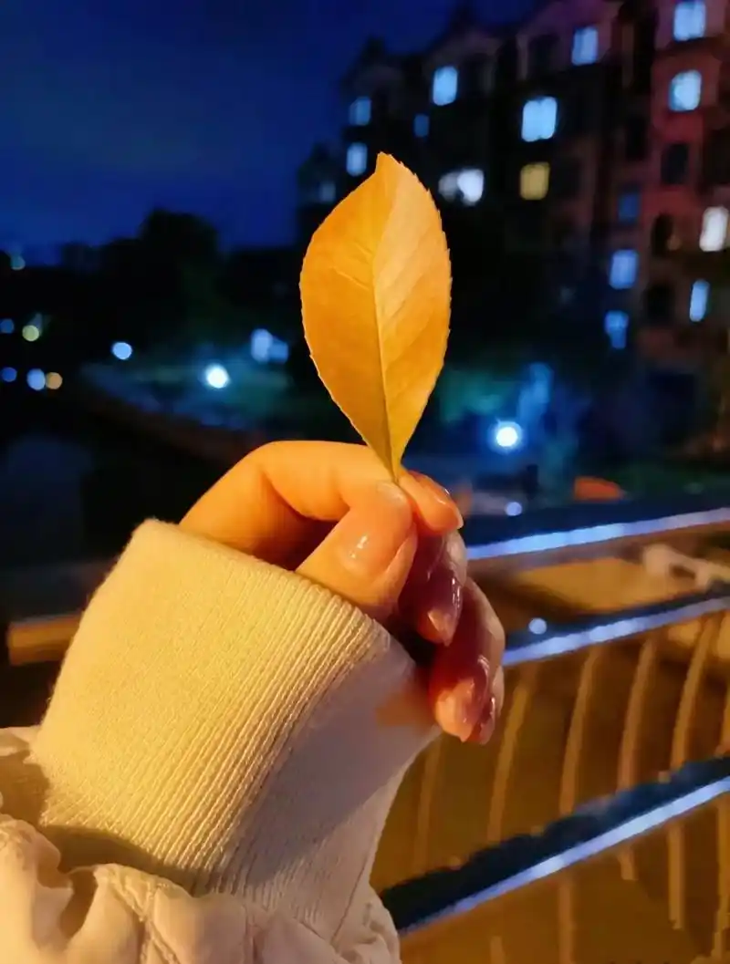 一个人最好的状态,独处,安静,自在,无需周旋于别人的情绪,也 - 抖音