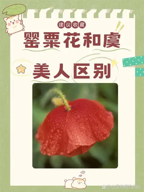 罂粟花和虞美人区别  罂粟花和虞美人在多个方面存在明显的区别,以下